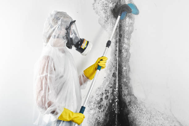  Concord, NH Mold Removal Pros