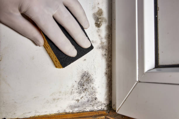 Best Mold Prevention Services  in Concord, NH
